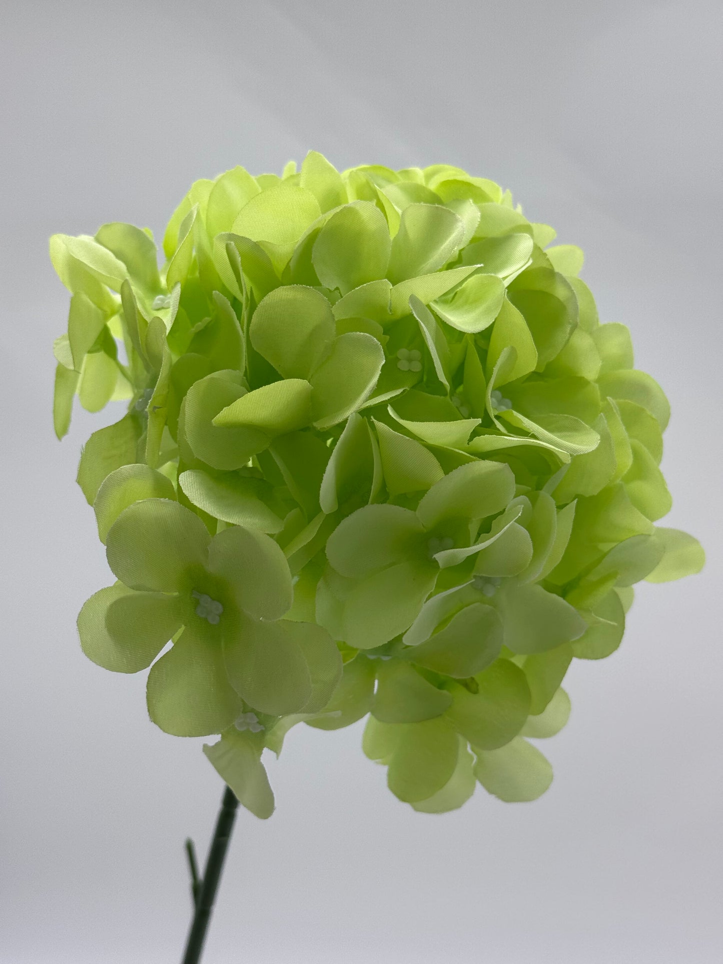 Hydrangea Single Stem Ball