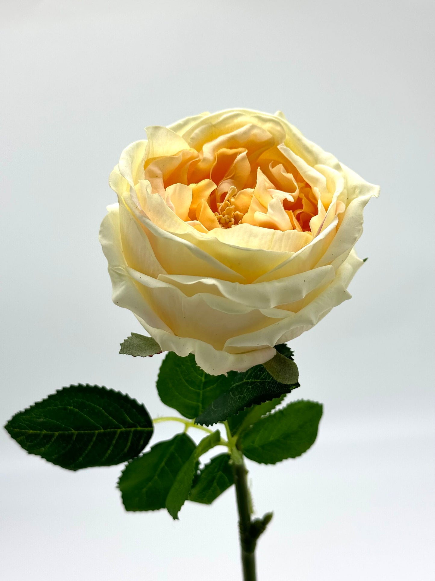 Real Touch Single Stem David Austin Butter Yellow