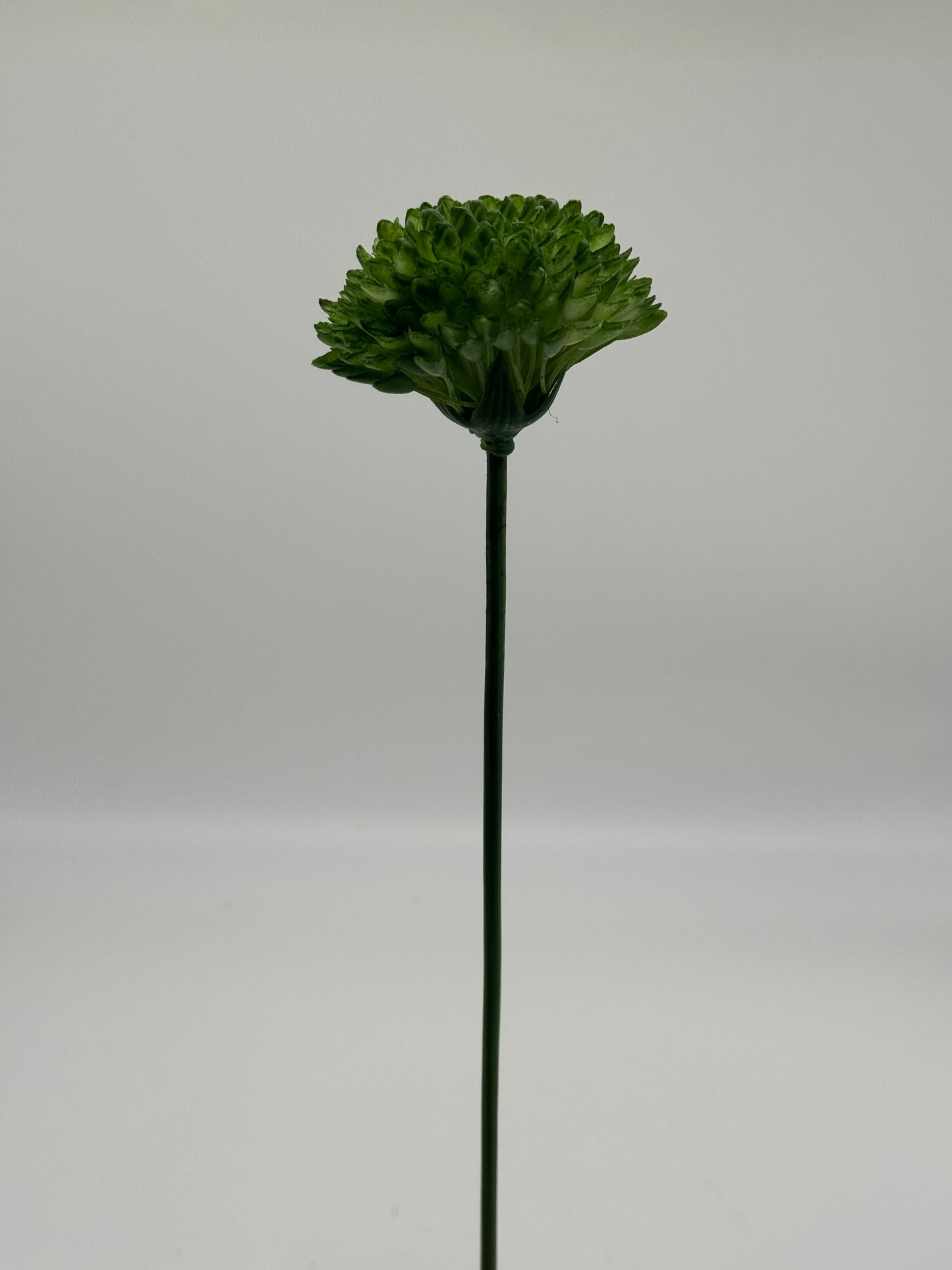 Chrysanthemum Single Stem Green