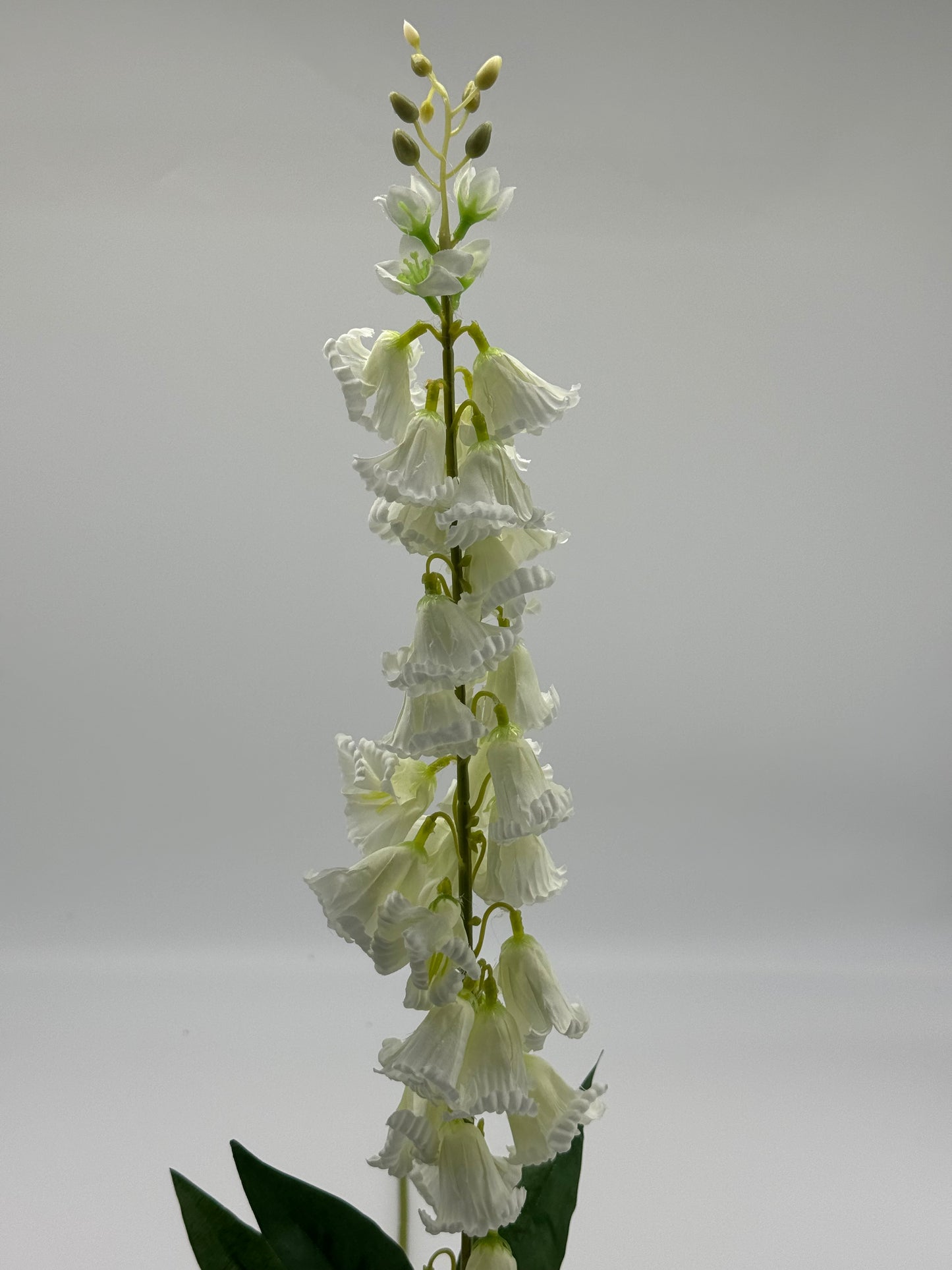 Campanula Bellflower