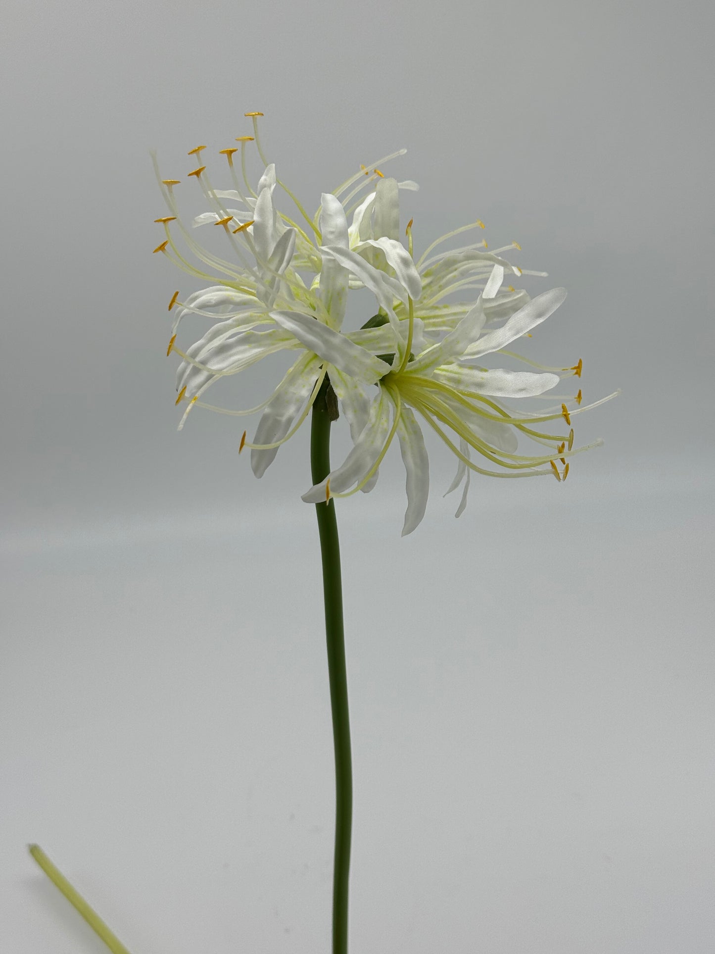 Higanbana White Spider Lily
