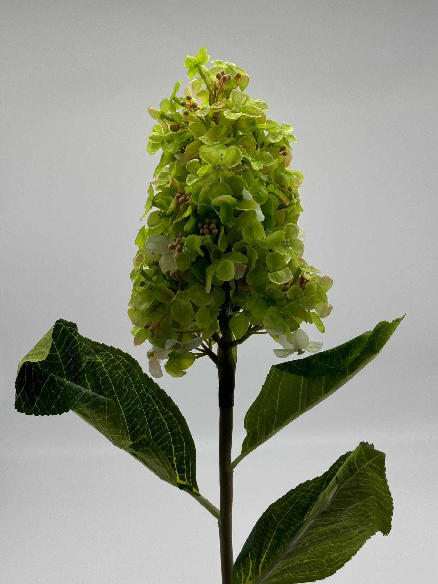 Hydrangea Large Cone