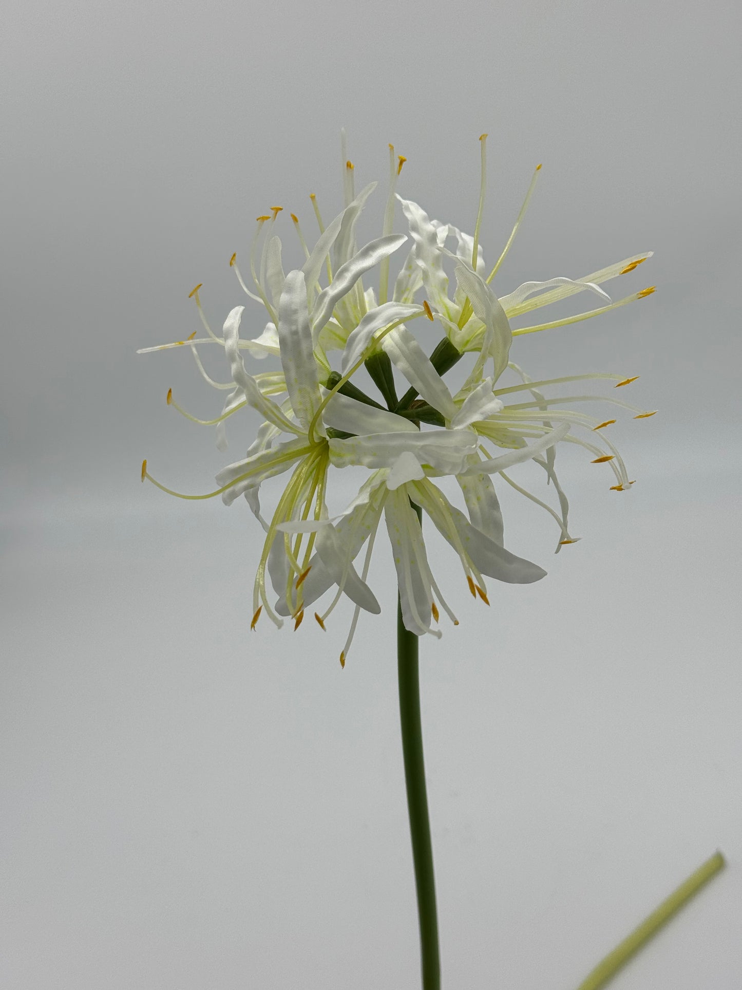 Higanbana White Spider Lily