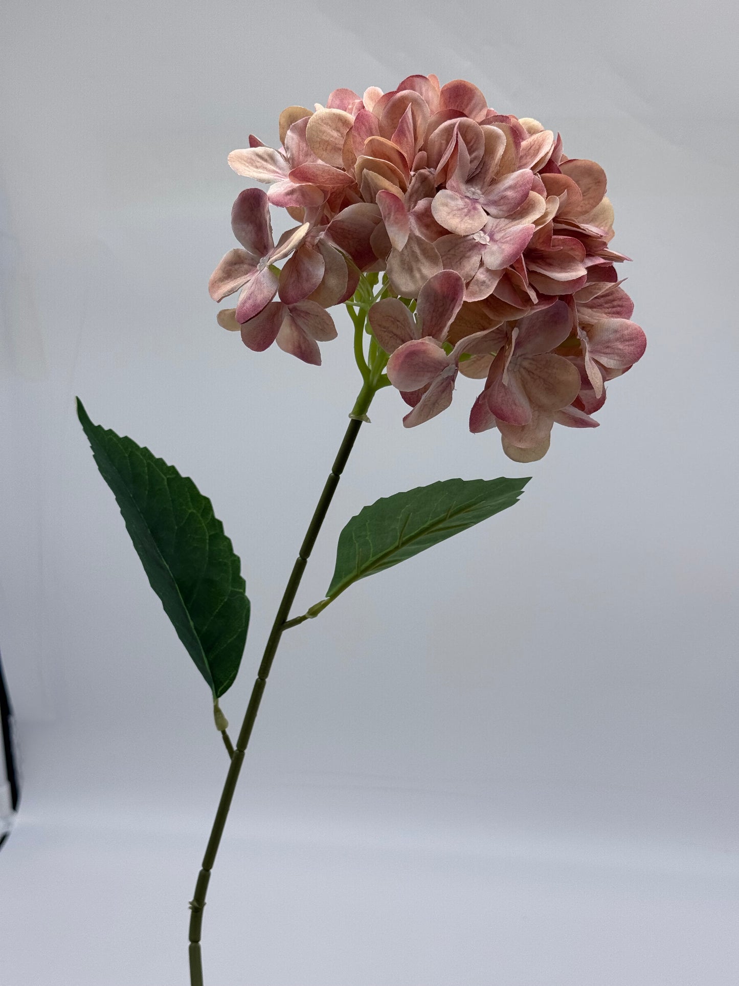 Hydrangea Single Stem Two Tone Pink