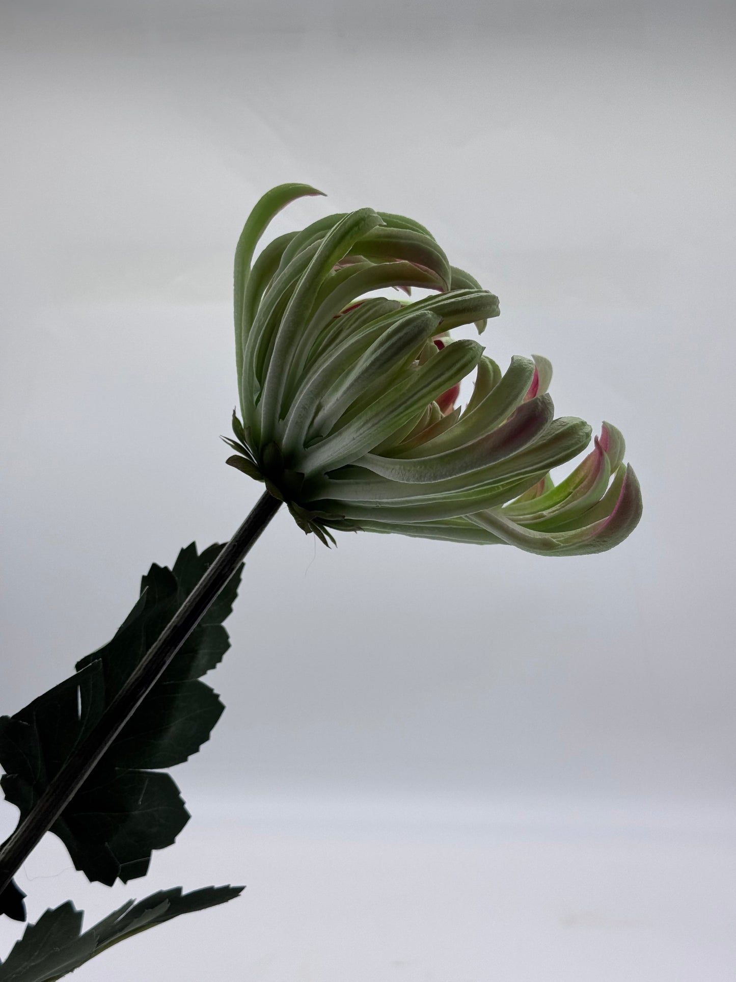 Real Touch XL Chrysanthemum Single Stem