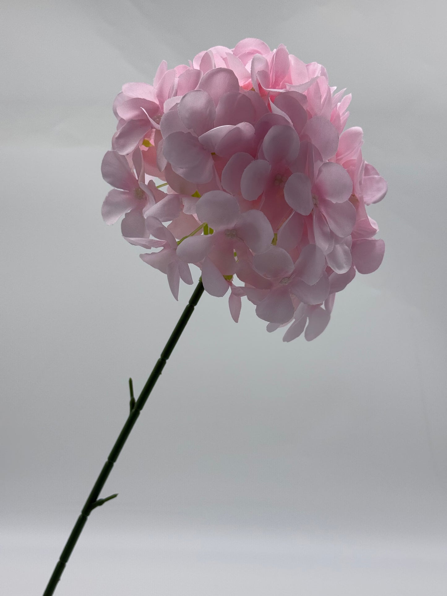 Hydrangea Single Stem Ball