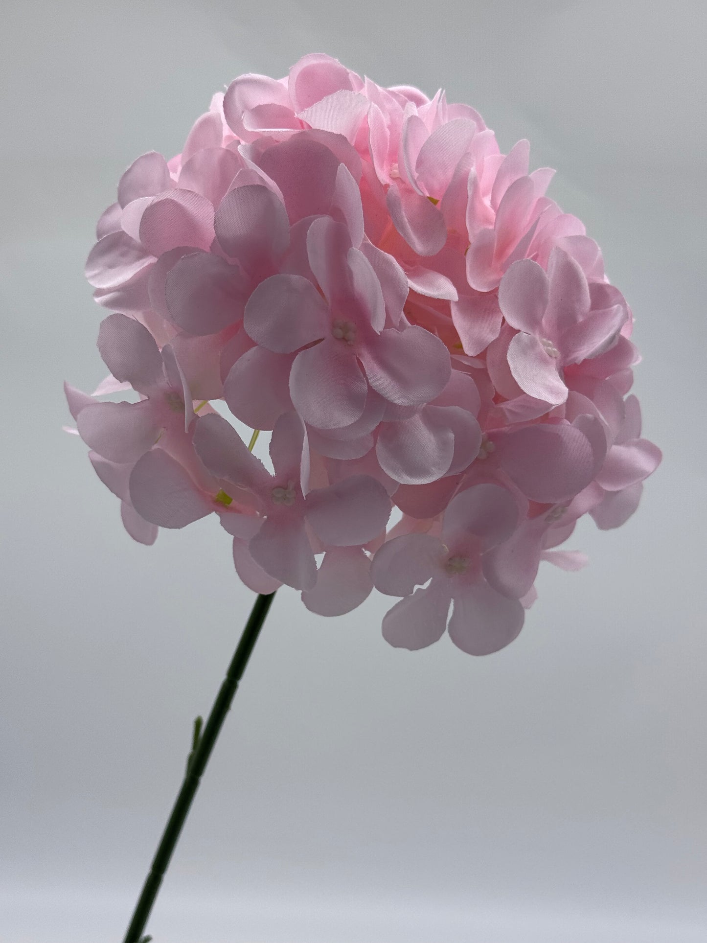Hydrangea Single Stem Ball