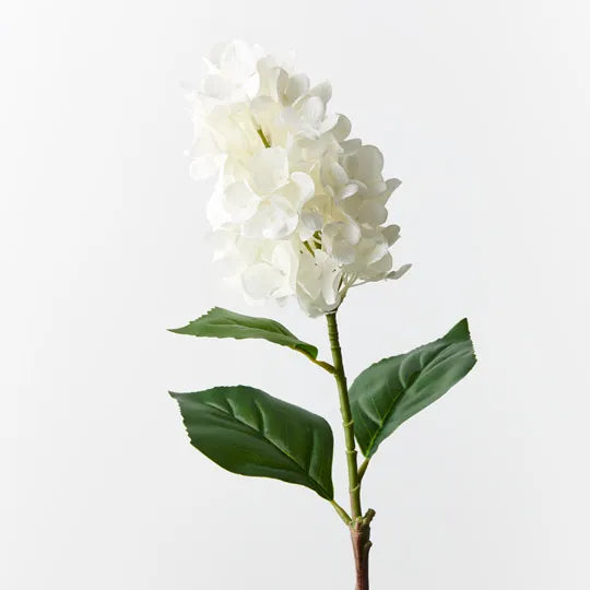 Hydrangea Small Cone Blue