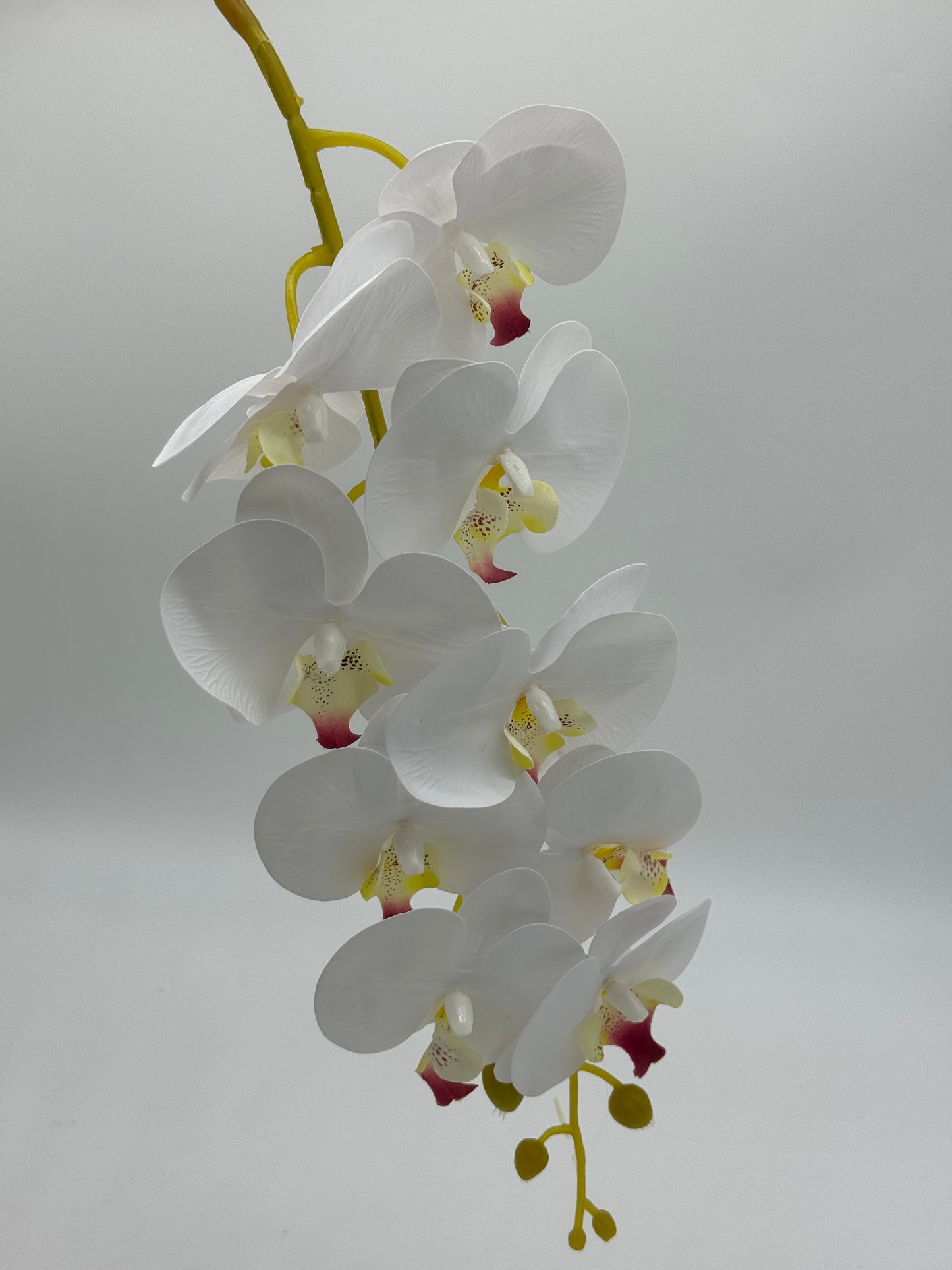 Single Stem Phalaenopsis Orchid 9 Heads White