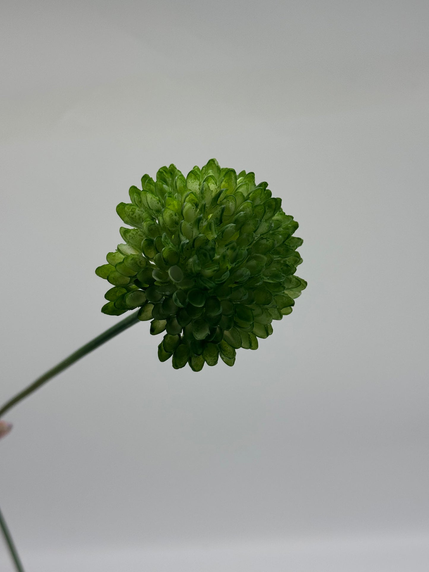 Chrysanthemum Single Stem Green