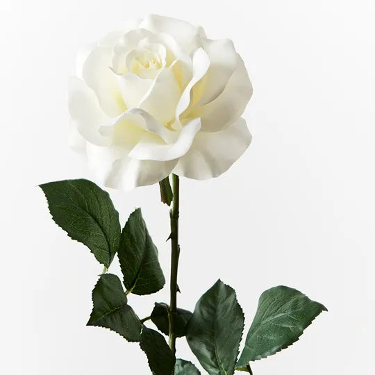 Gloria Rose Single Stem White