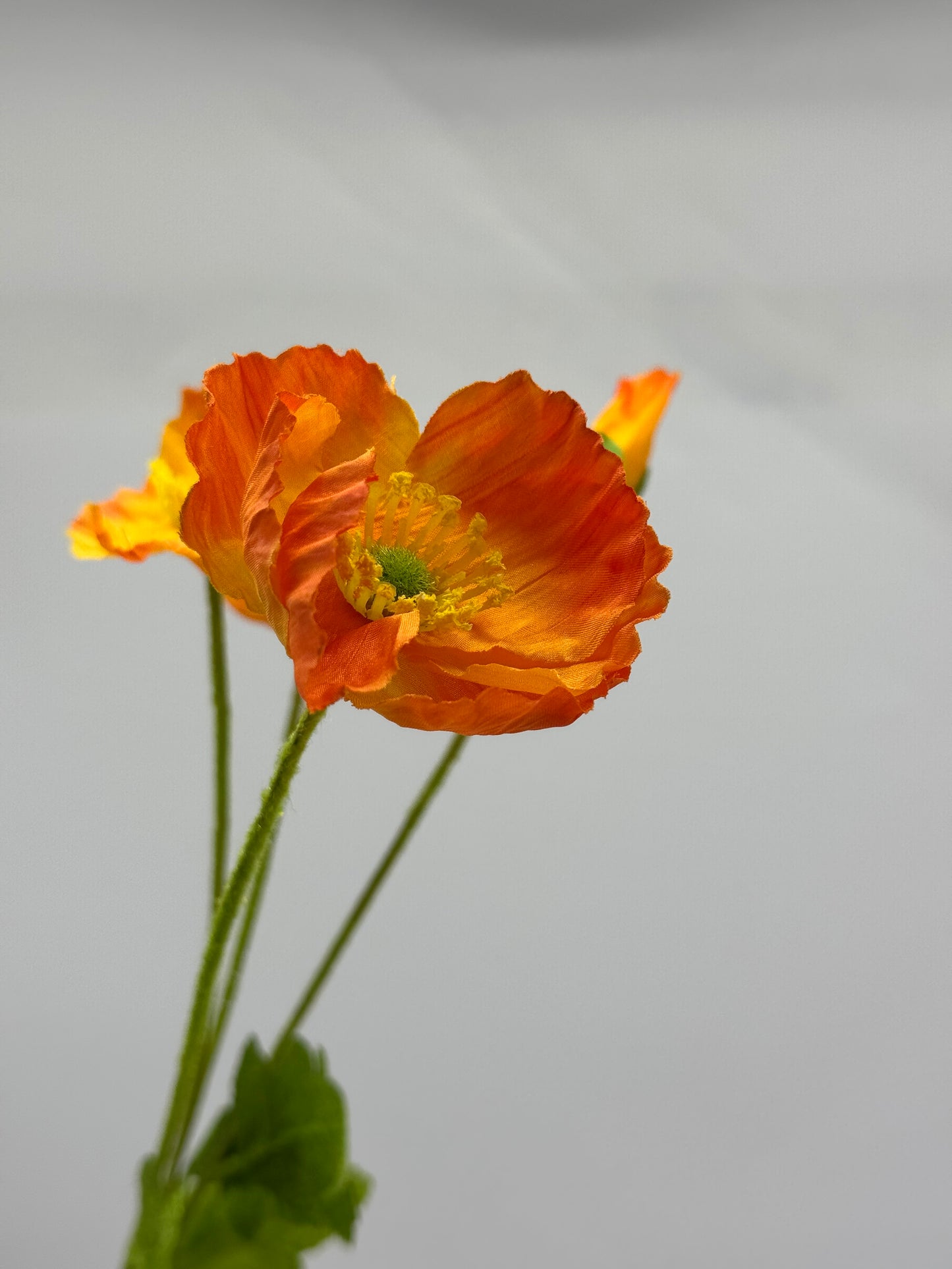 Poppy Spray