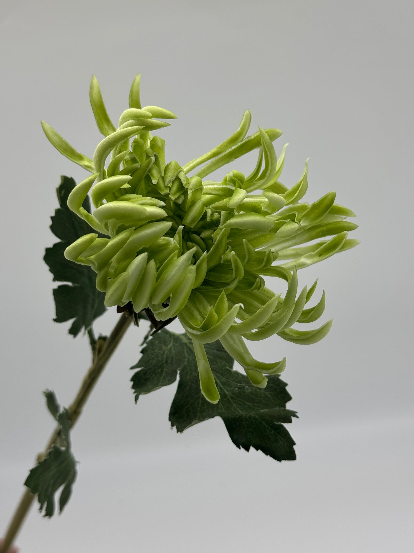Real Touch Chrysanthemum Single Stem Green