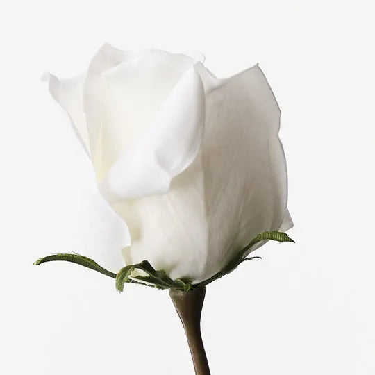 Selena Rose Bud