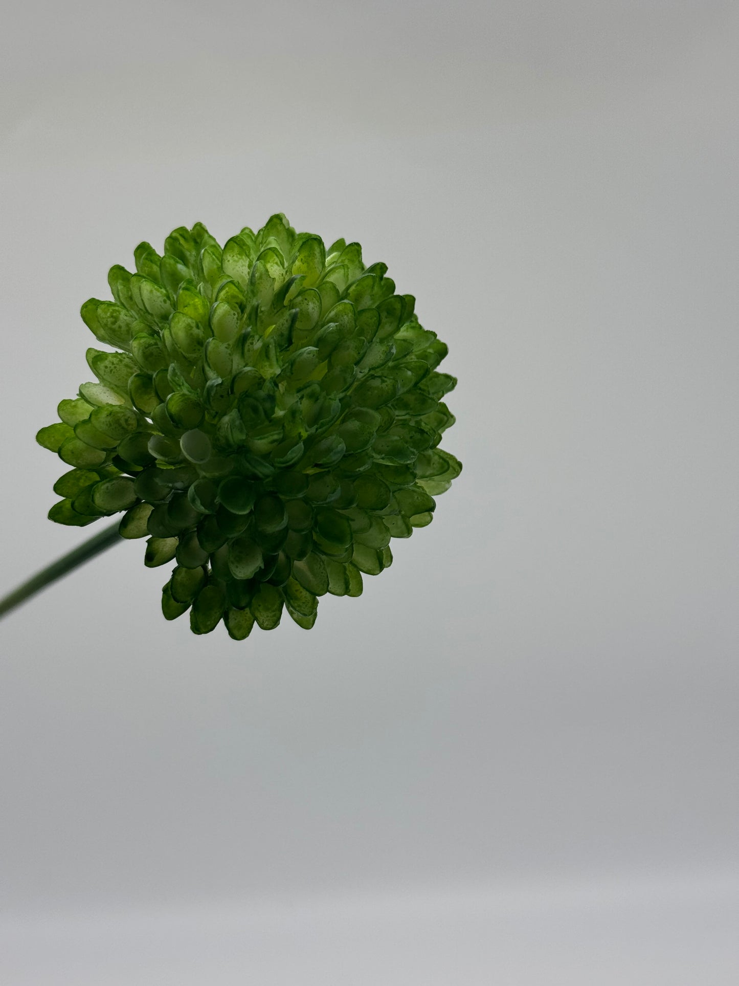 Chrysanthemum Single Stem Green