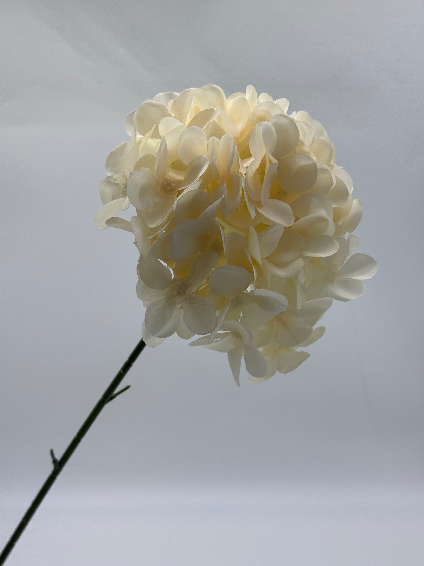 Hydrangea Single Stem Ball
