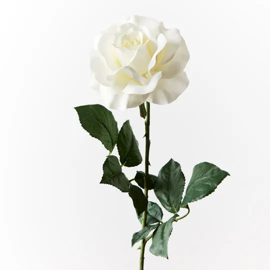 Gloria Rose Single Stem White