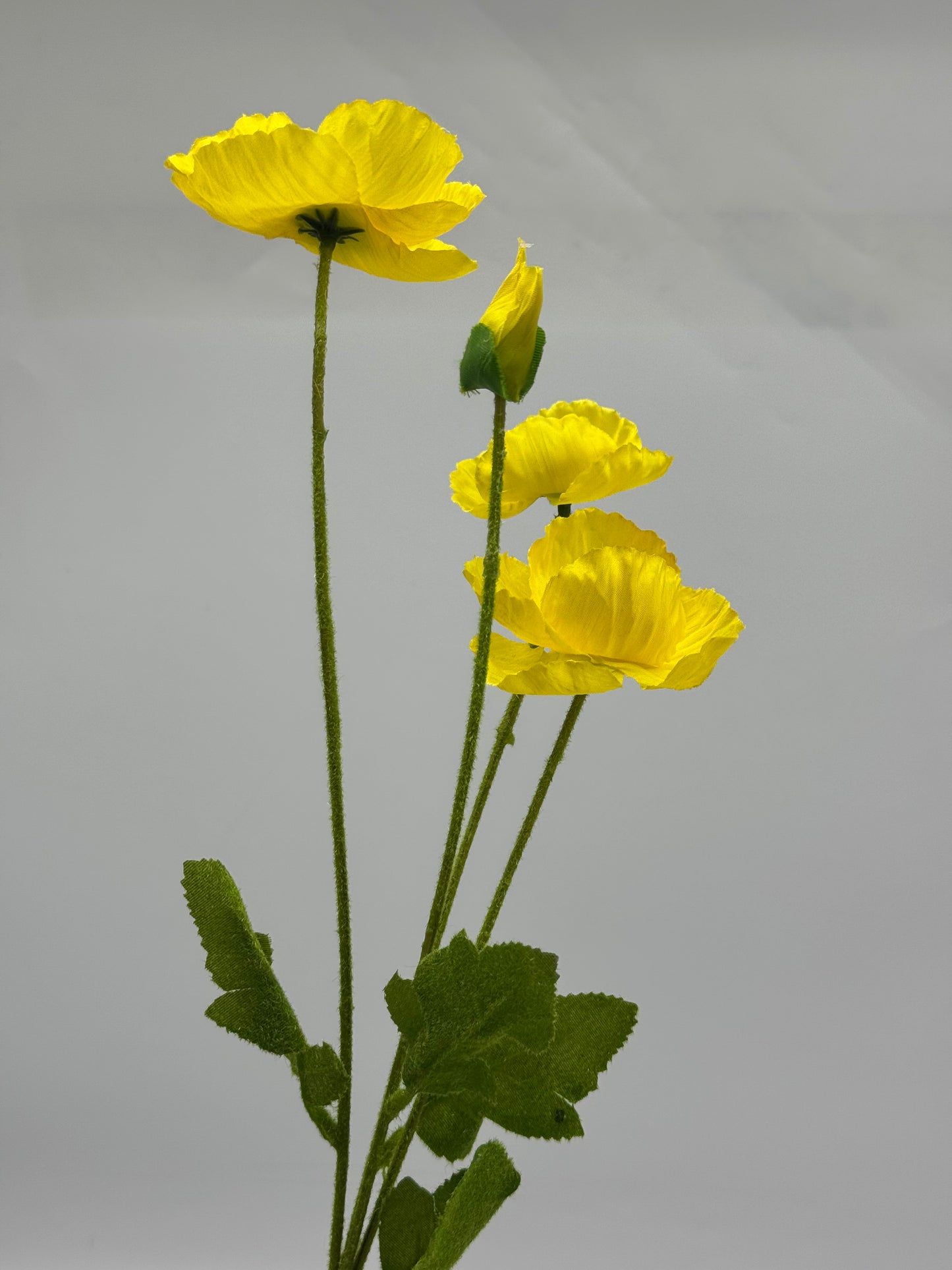 Poppy Spray