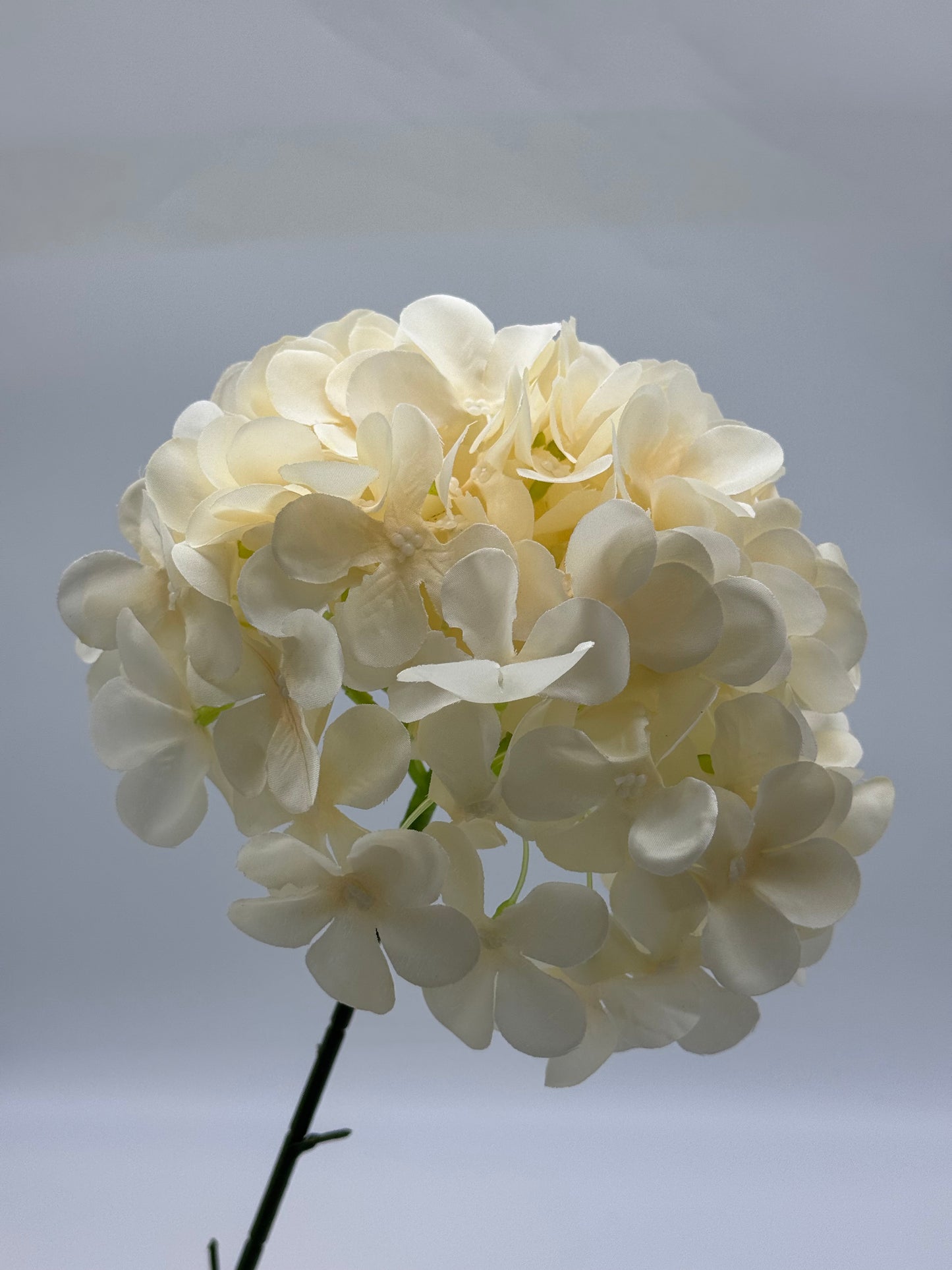 Hydrangea Single Stem Ball