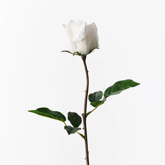 Selena Rose Bud