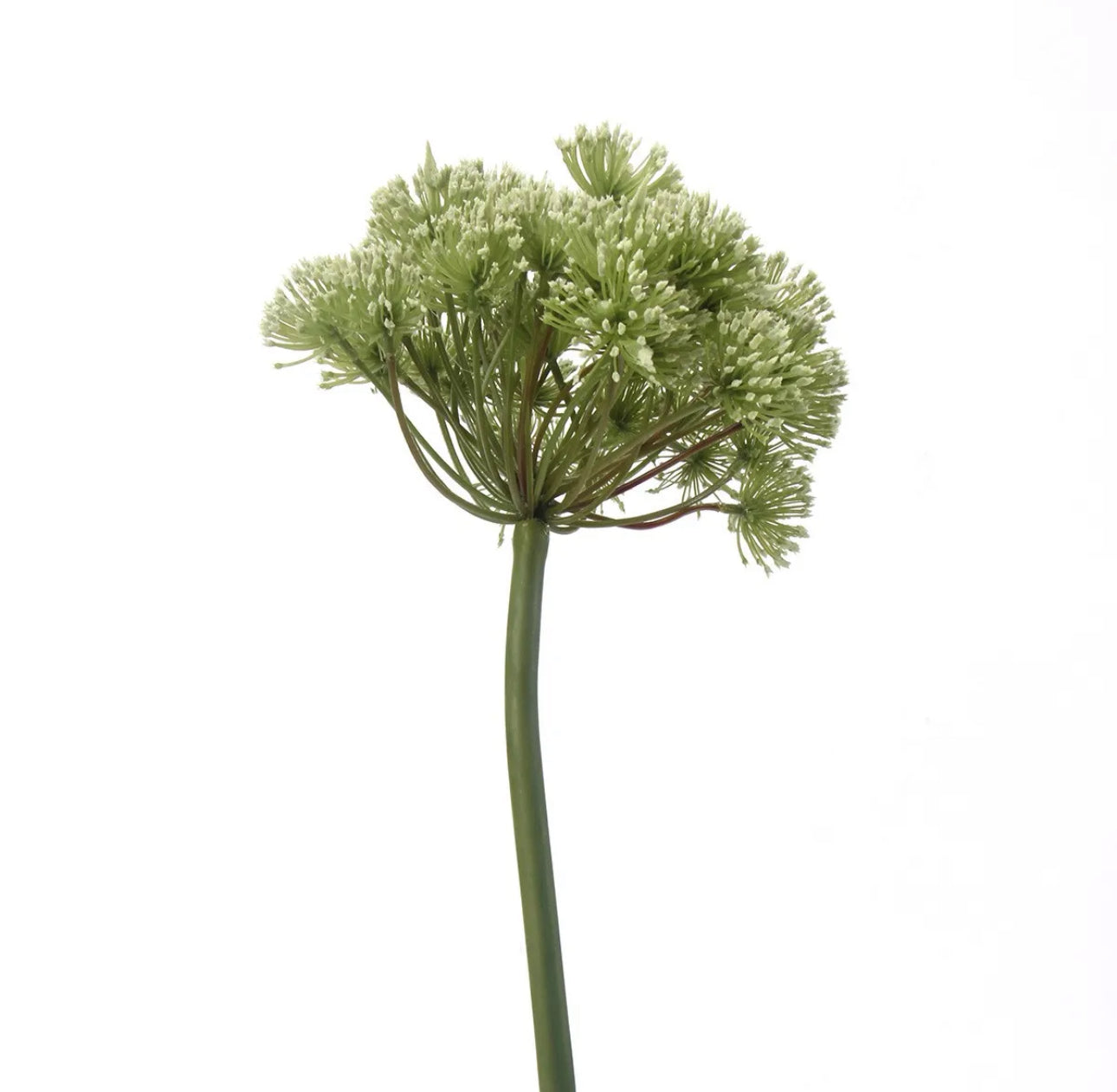Angelica Queen Anne’s Lace Green