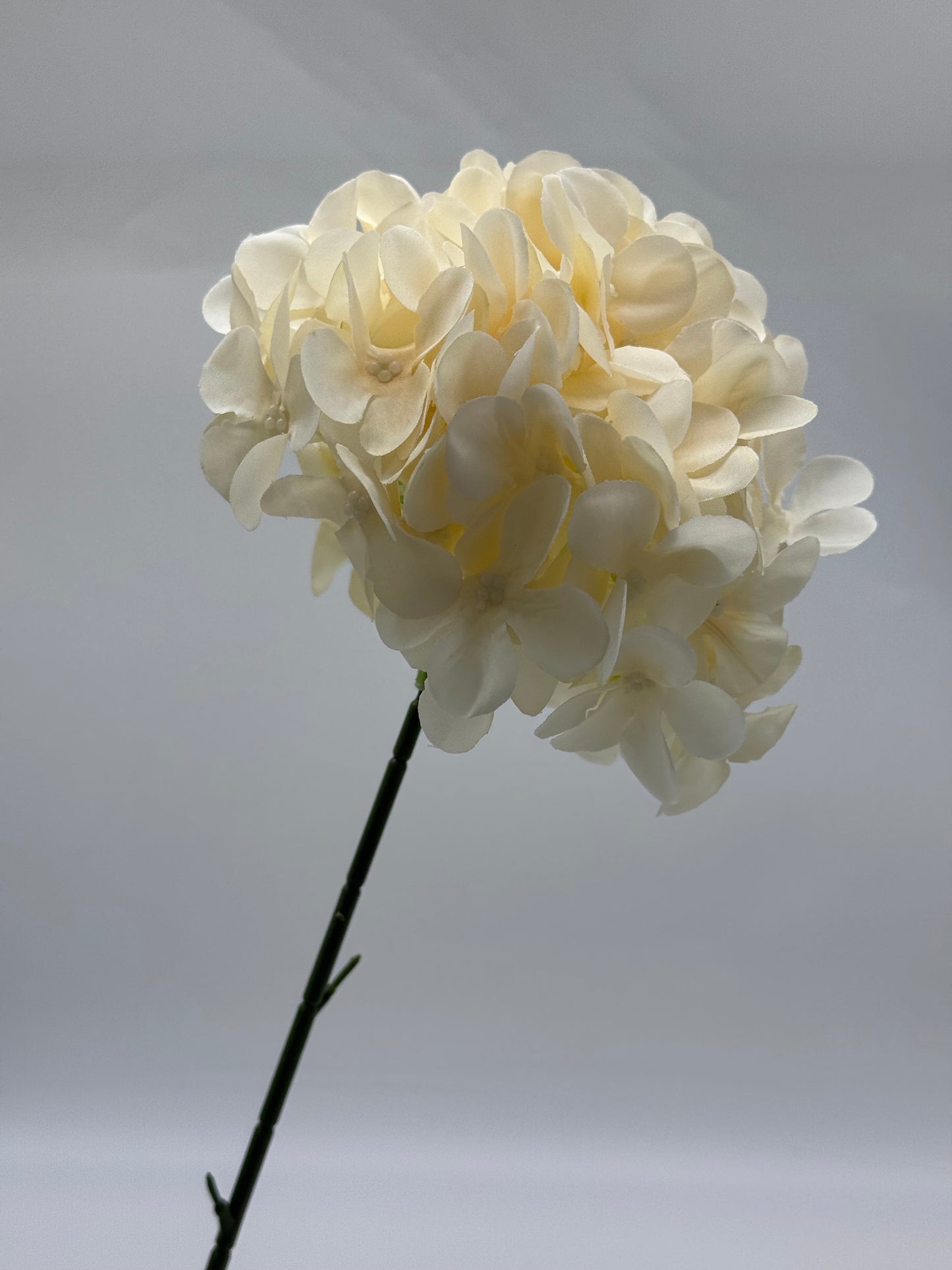 Hydrangea Single Stem Ball