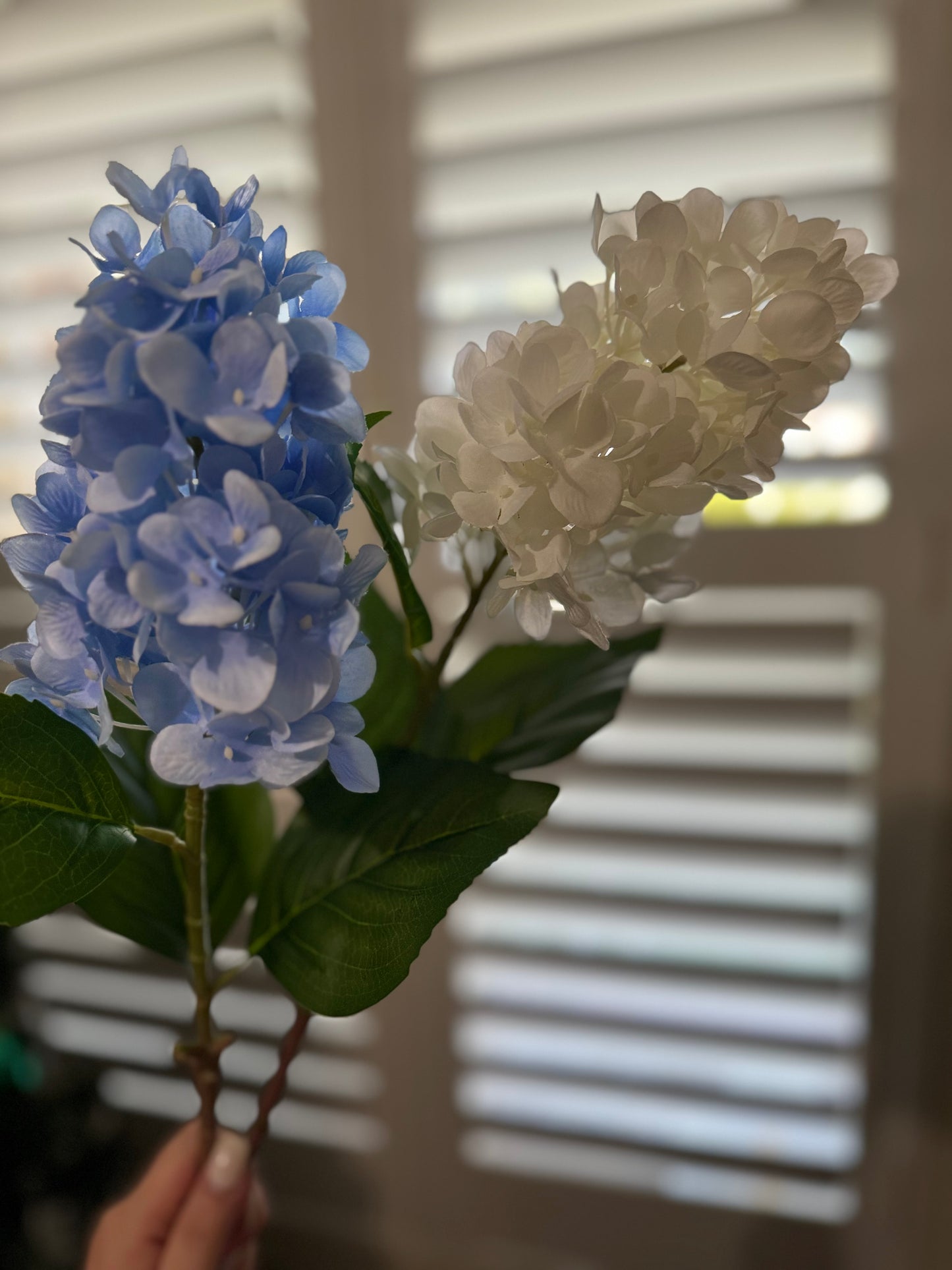 Hydrangea Small Cone Blue