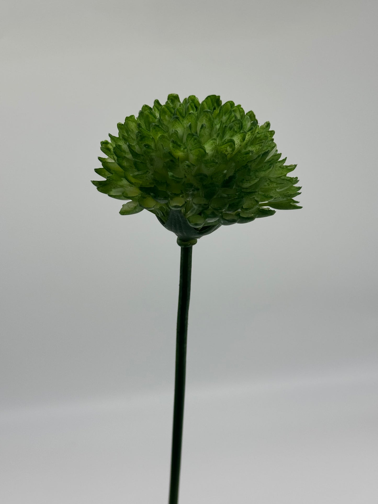 Chrysanthemum Single Stem Green