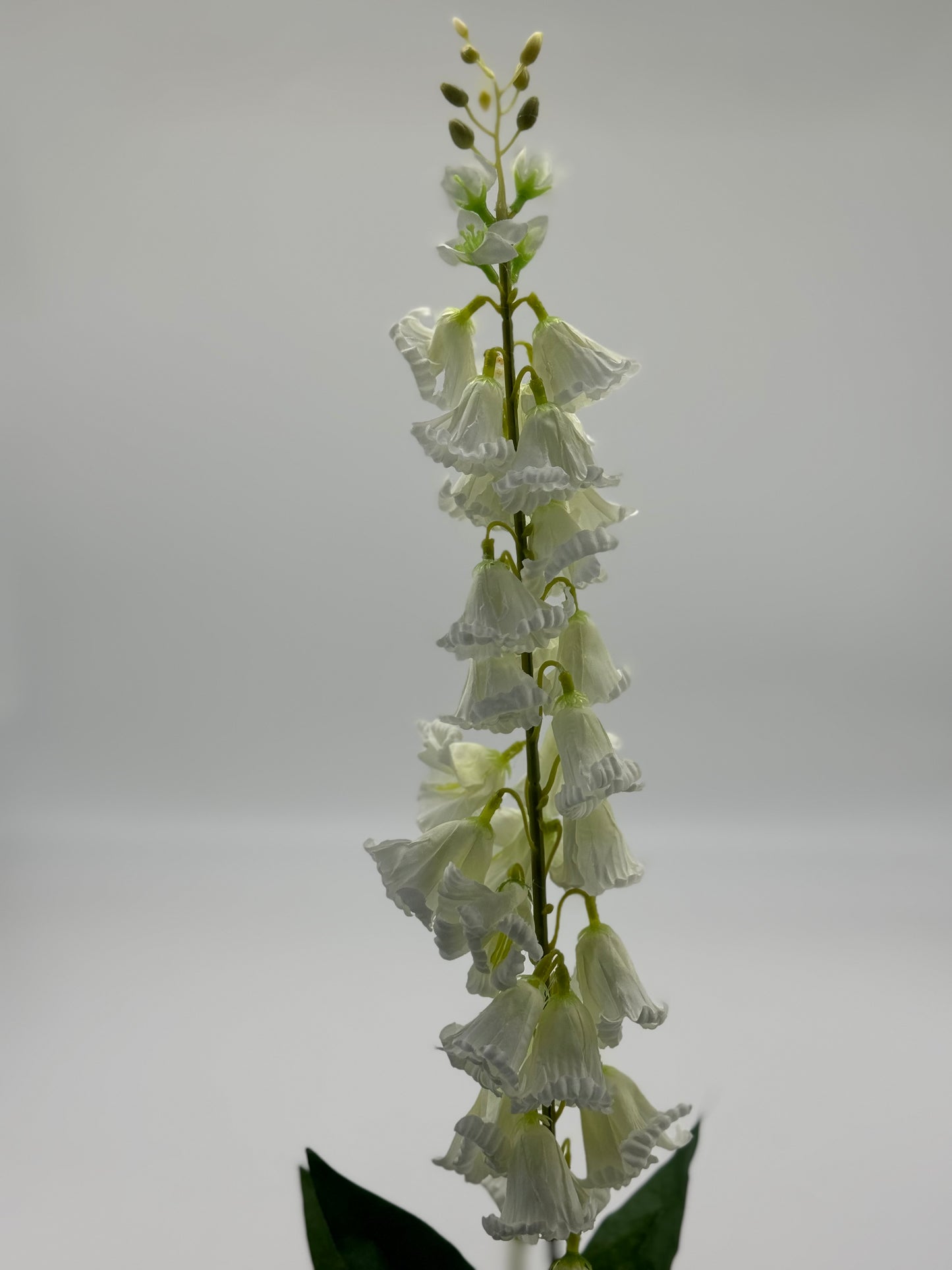 Campanula Bellflower
