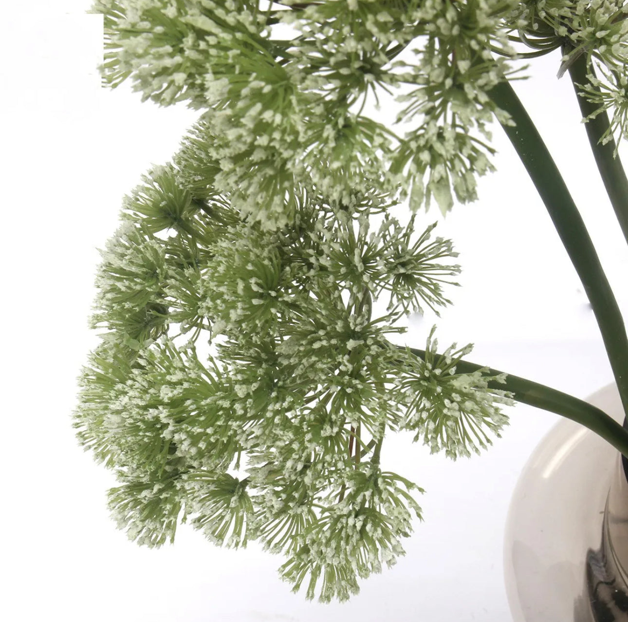 Angelica Queen Anne’s Lace Green
