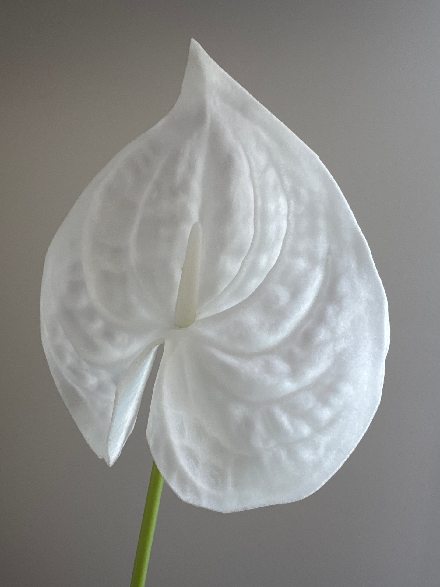 Real Touch Extra Large Anthurium White