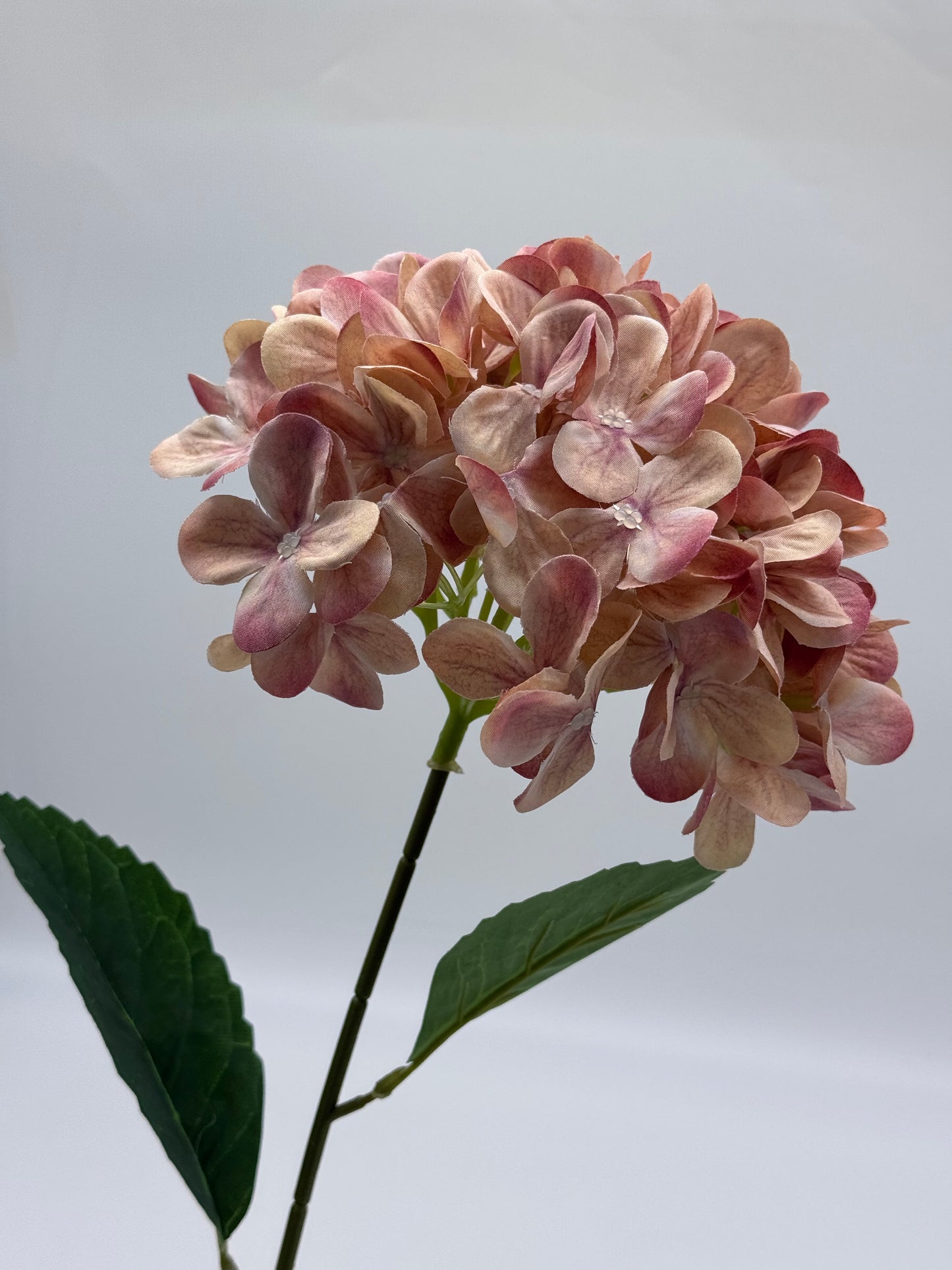 Hydrangea Single Stem Two Tone Pink