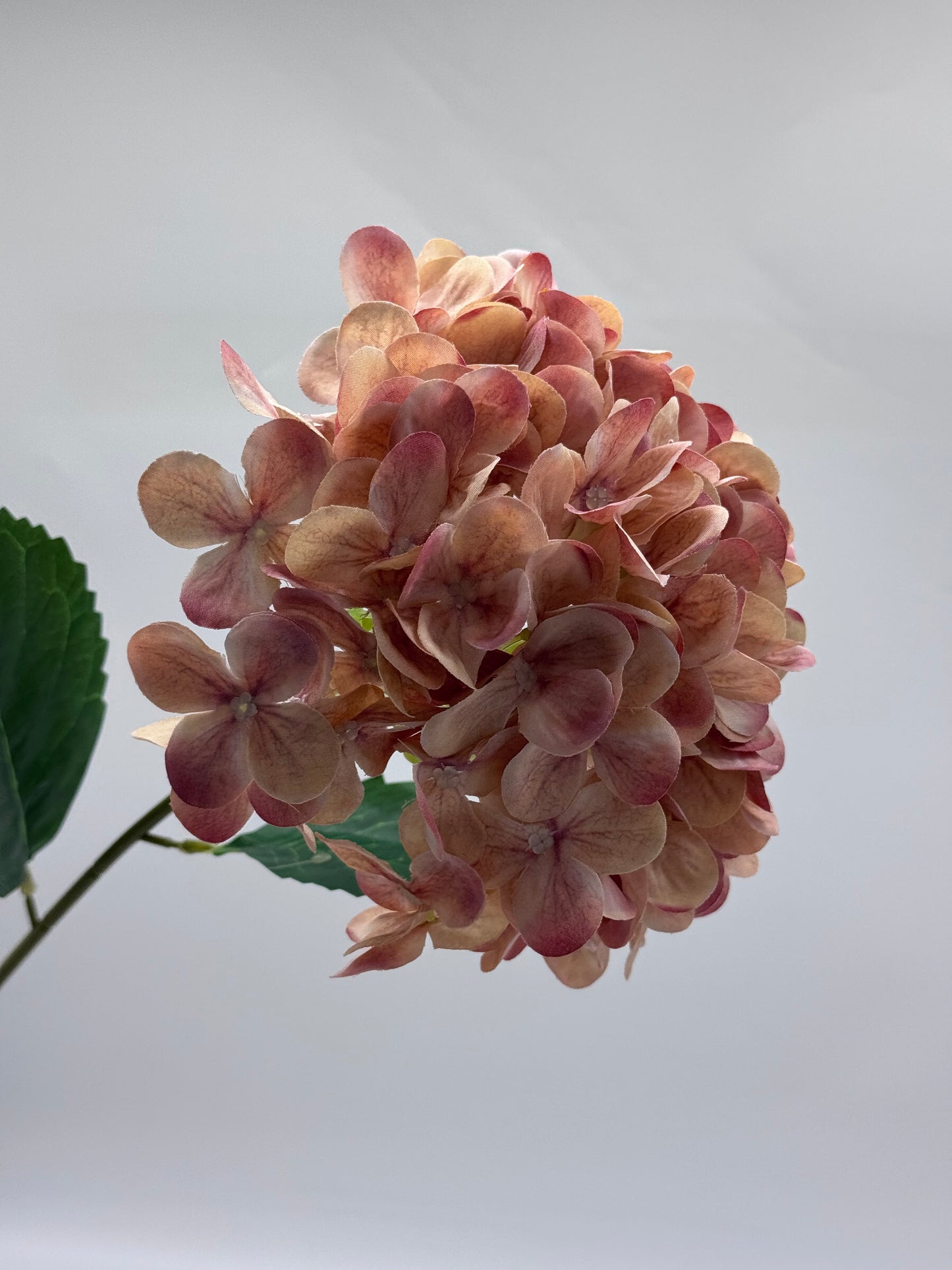 Hydrangea Single Stem Two Tone Pink