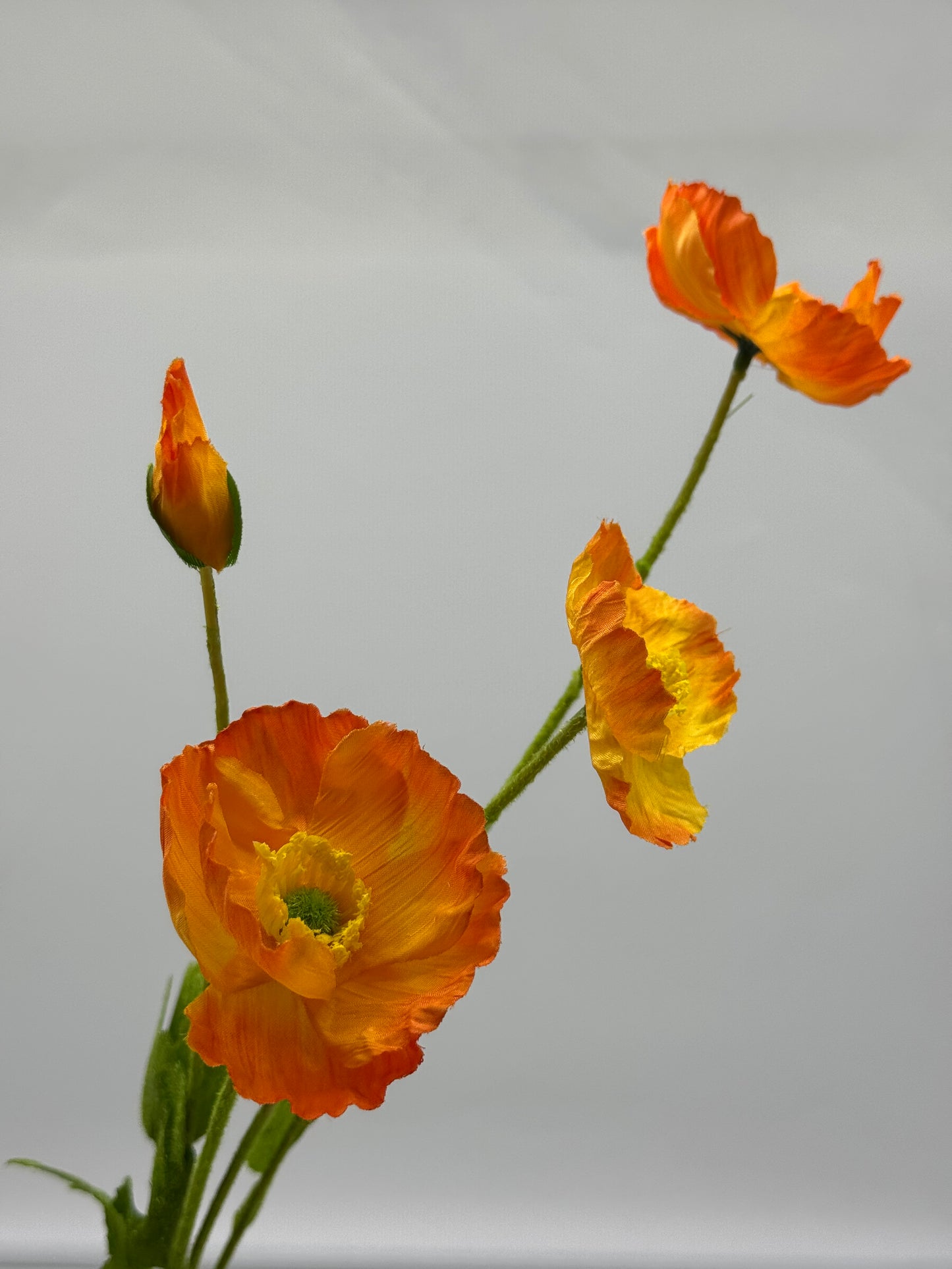 Poppy Spray