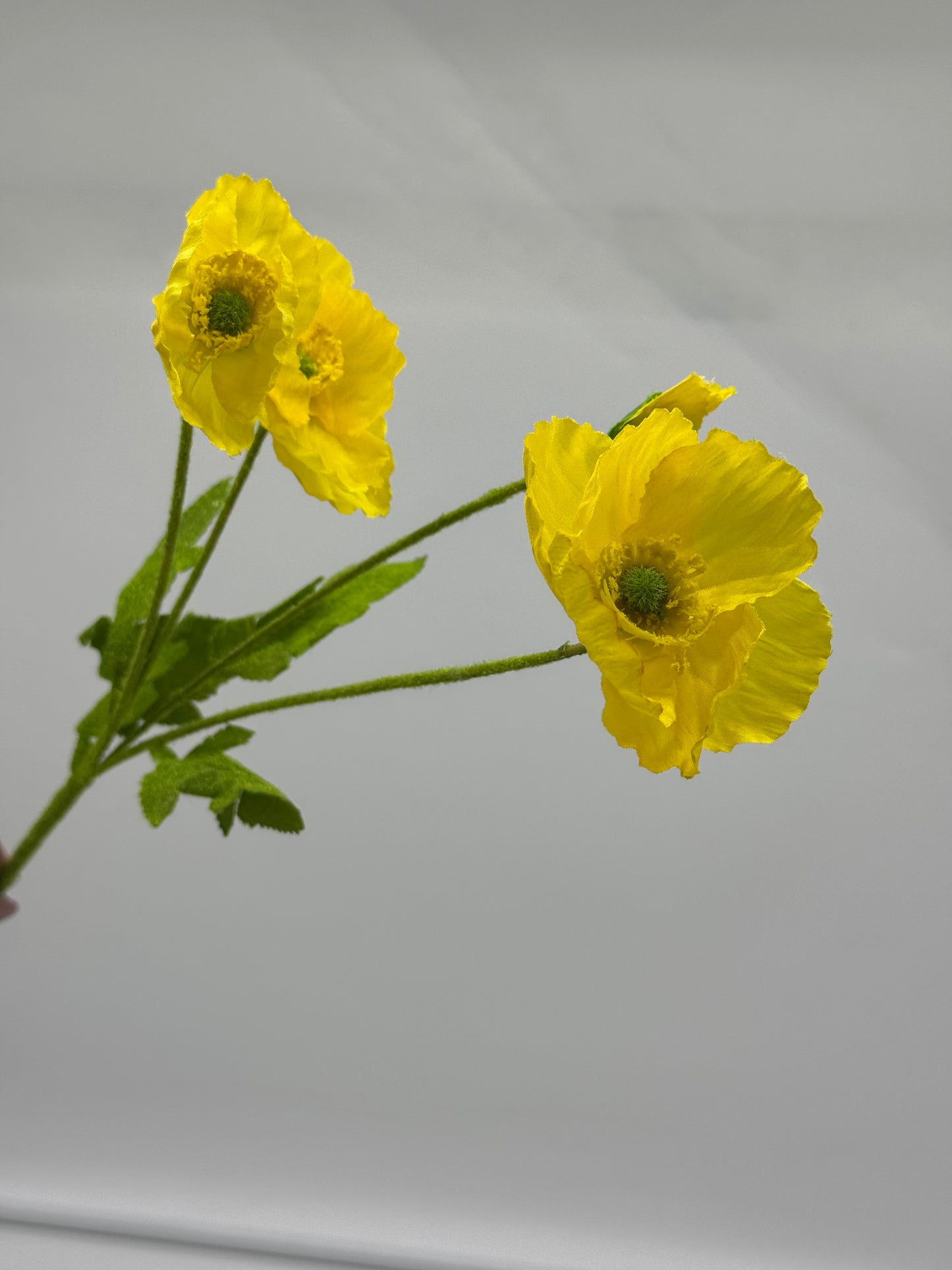 Poppy Spray
