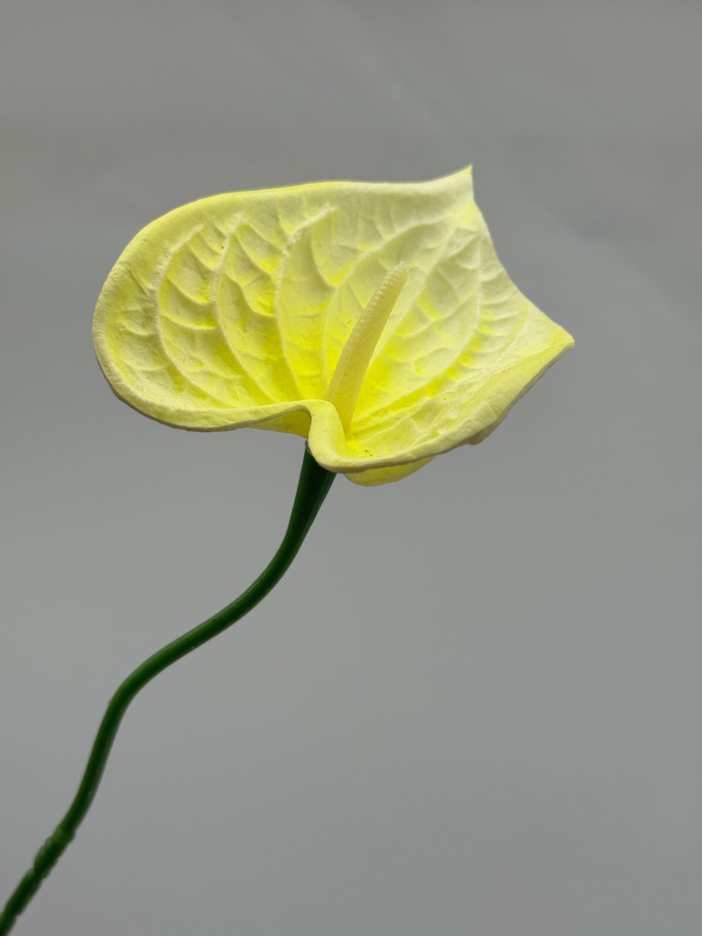 Anthurium Small Real Touch Single Stem