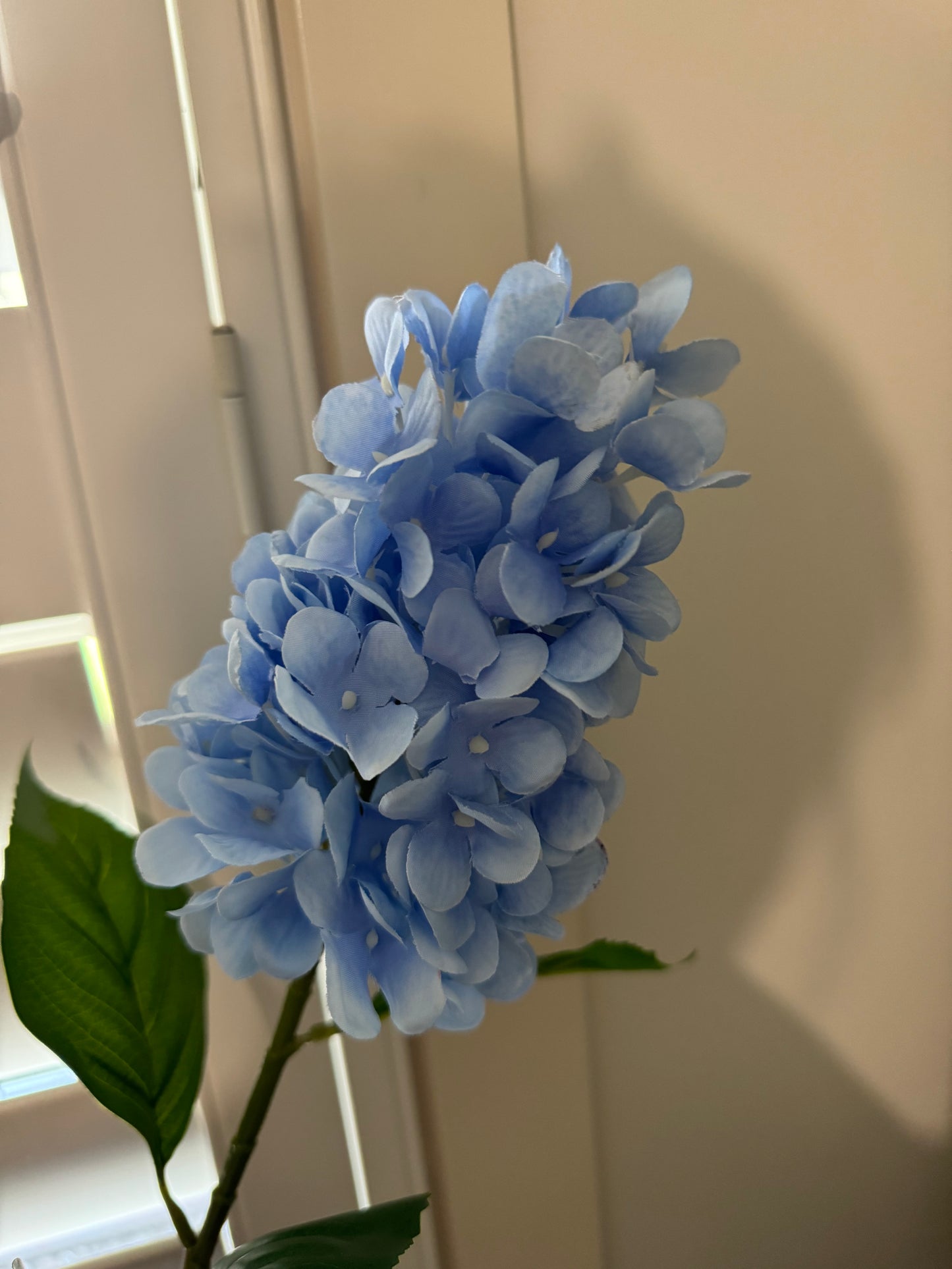 Hydrangea Small Cone Blue