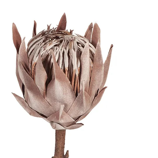 Single King Protea Brown