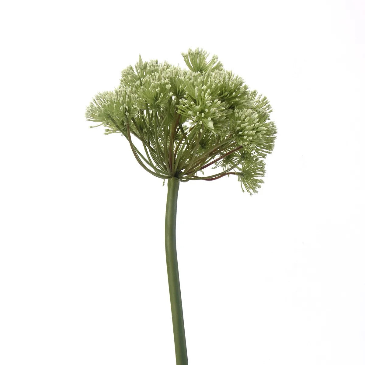 Wild Celery Angelica Flower Plastic Green