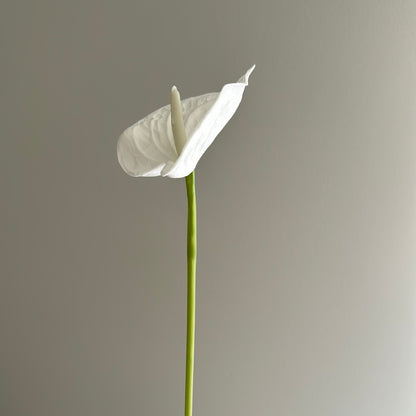 Real Touch Anthurium White Small