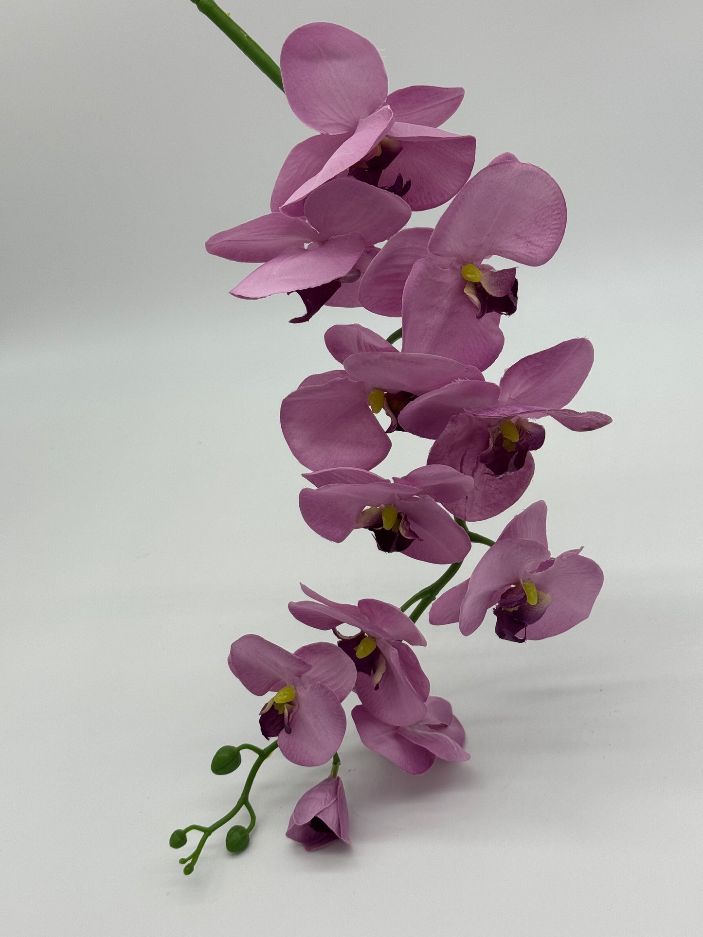 Single Stem Orchid Phalaenopsis Purple