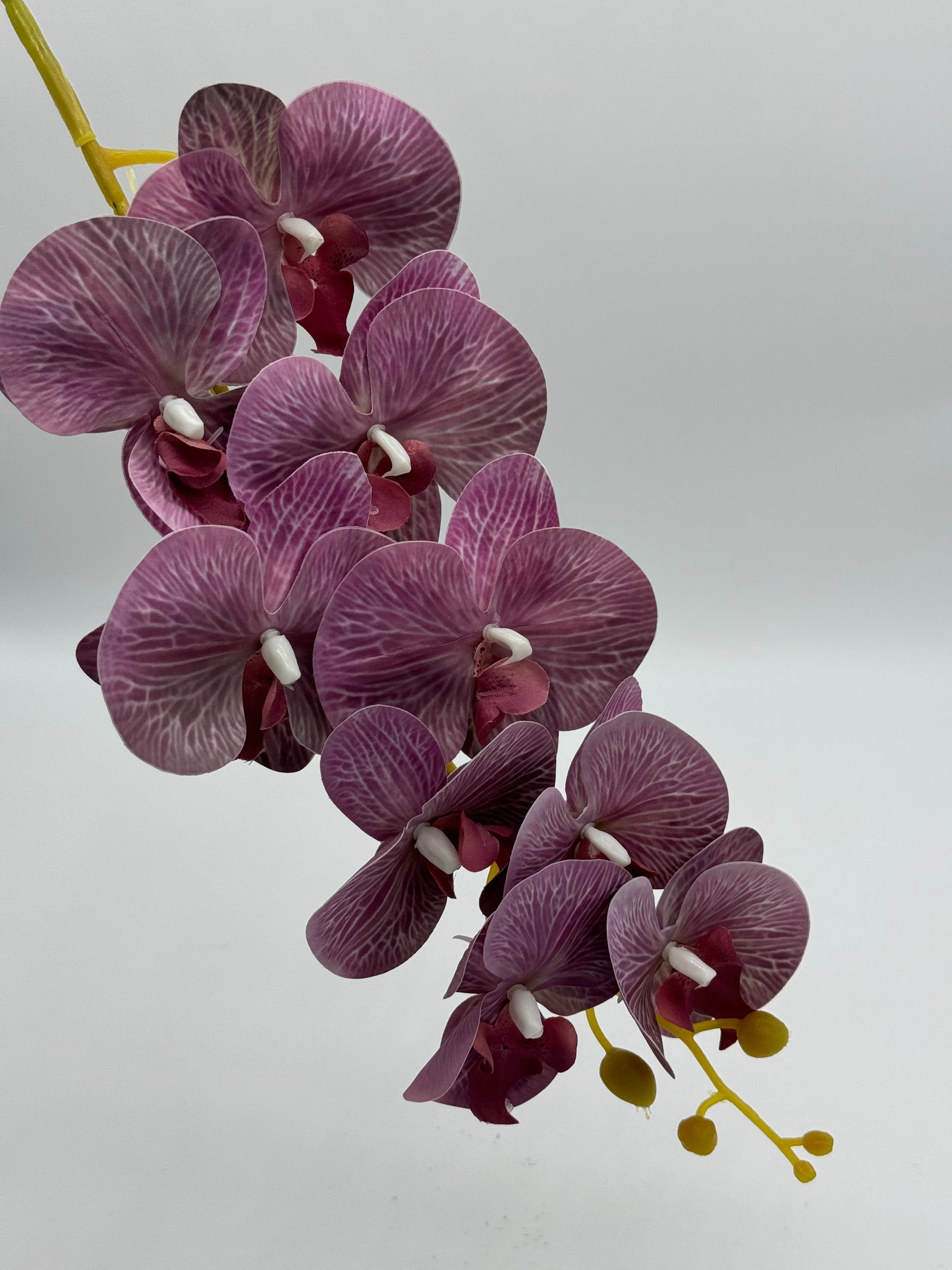 Phalaenopsis Orchid 9H Purple