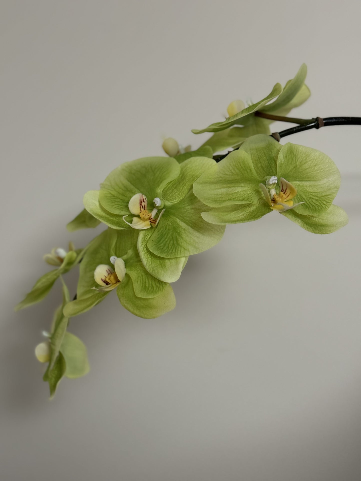 Real Touch Phalaenopsis Orchid Stem Green