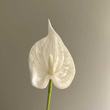 Real Touch Anthurium White Small