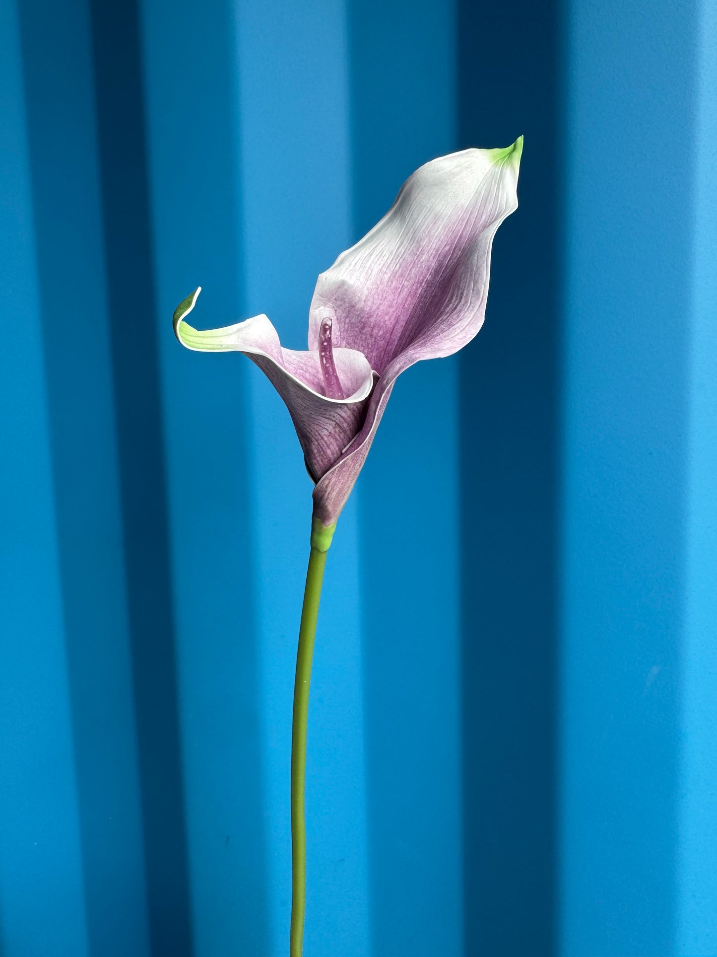 Calla Lily Single Stem Fresh Look