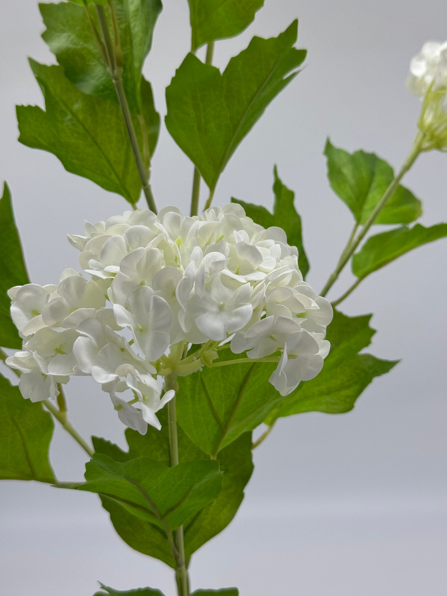 Hydrangeas Spray 5 Real Touch White