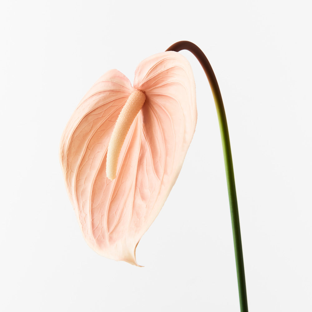 Anthurium Blush Single Stem