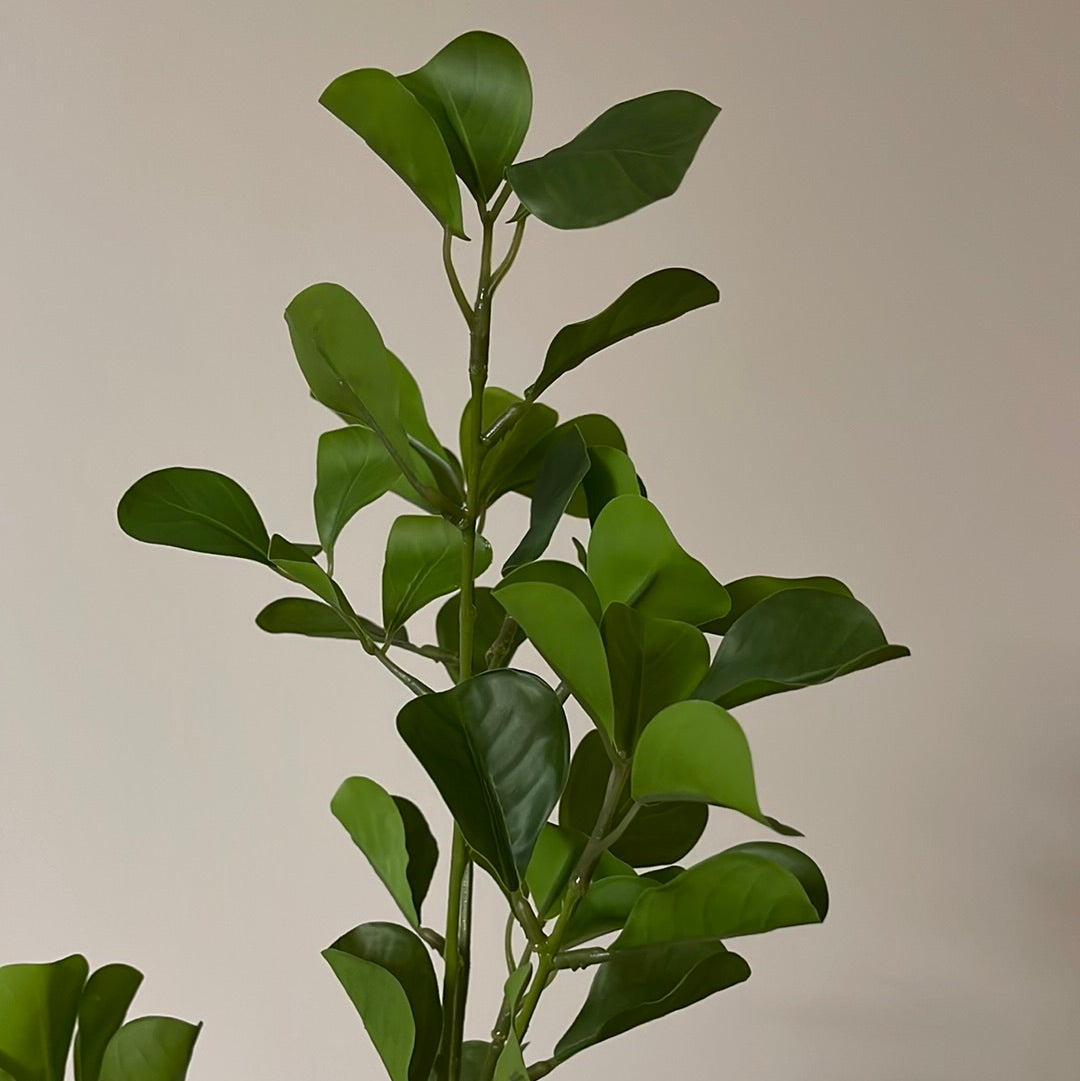 Ficus Triangle Spray Real Touch