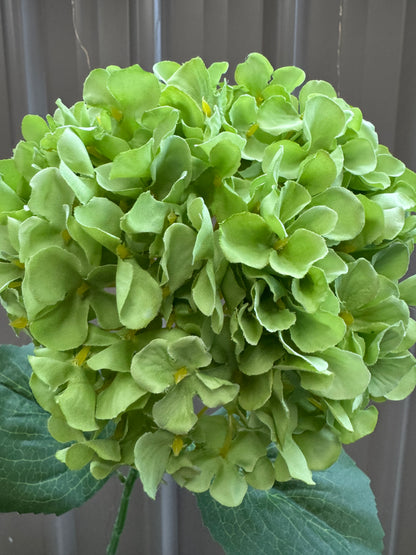 Hydrangea Single Silk