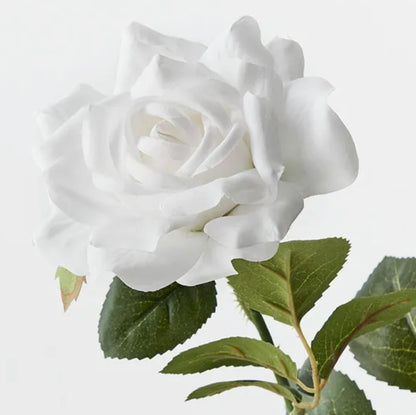 Rose Single Stem Winter White